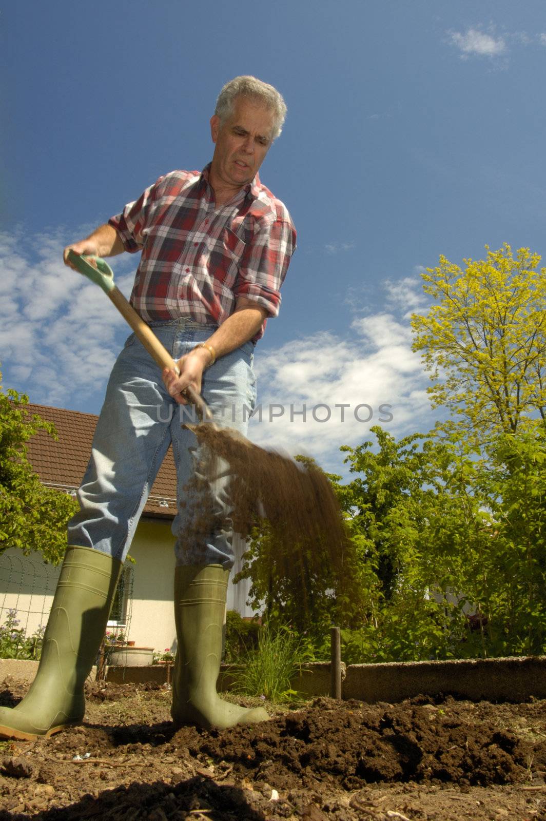 A man, turning over soil in the garden, taken from a low viewpoint. Motion blur on his hands and the soil as it falls off the spade.