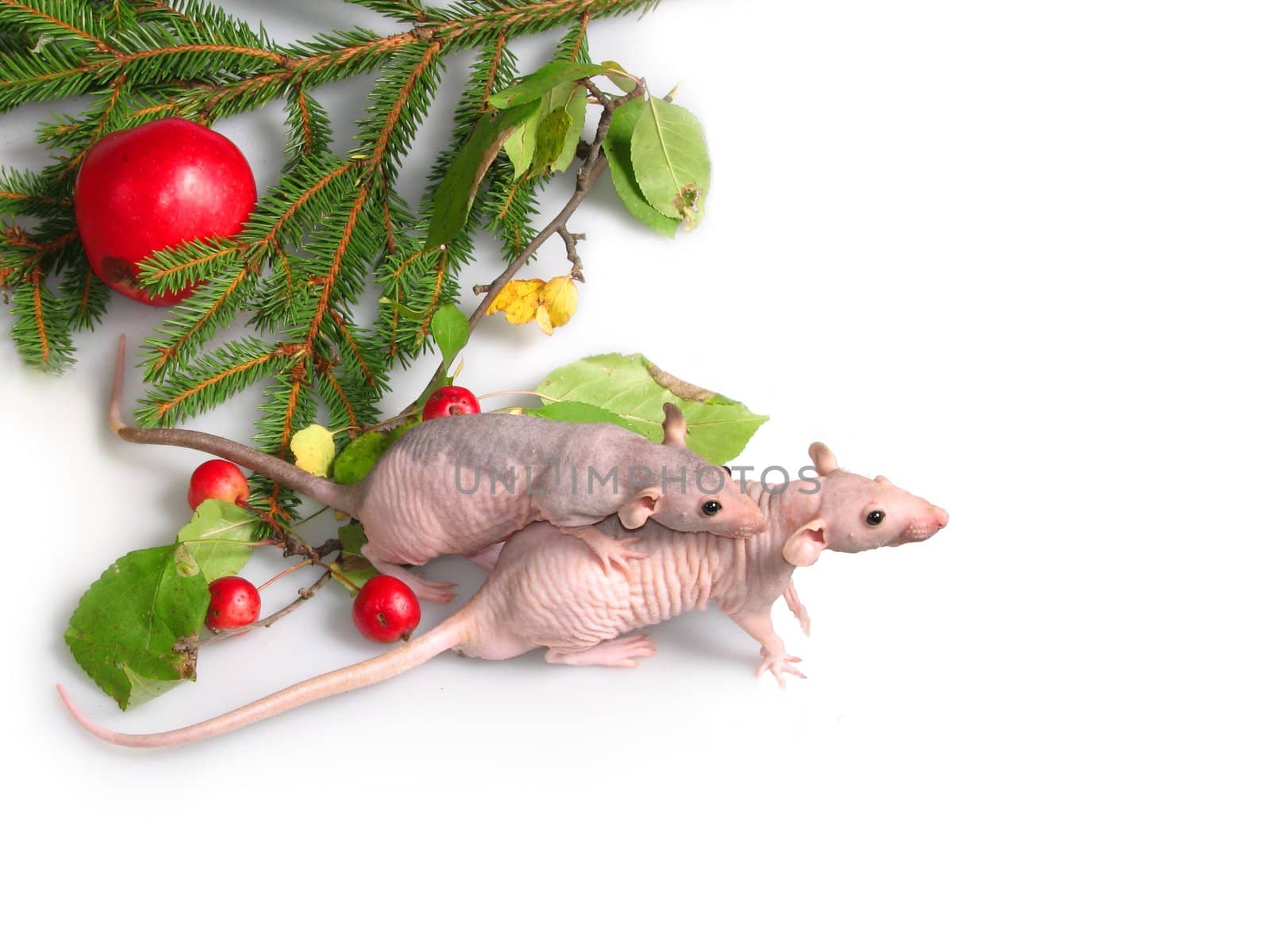 Two rats about a branch of a New Year tree �2 by Svetovid