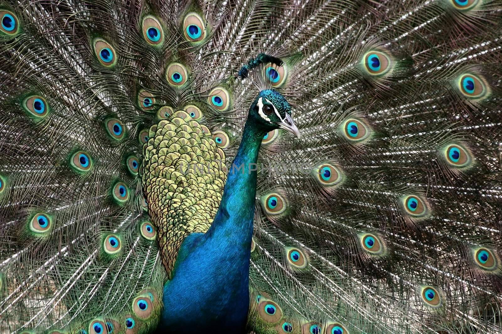 Male peacock showing off his beautiful feathers to attract a mate