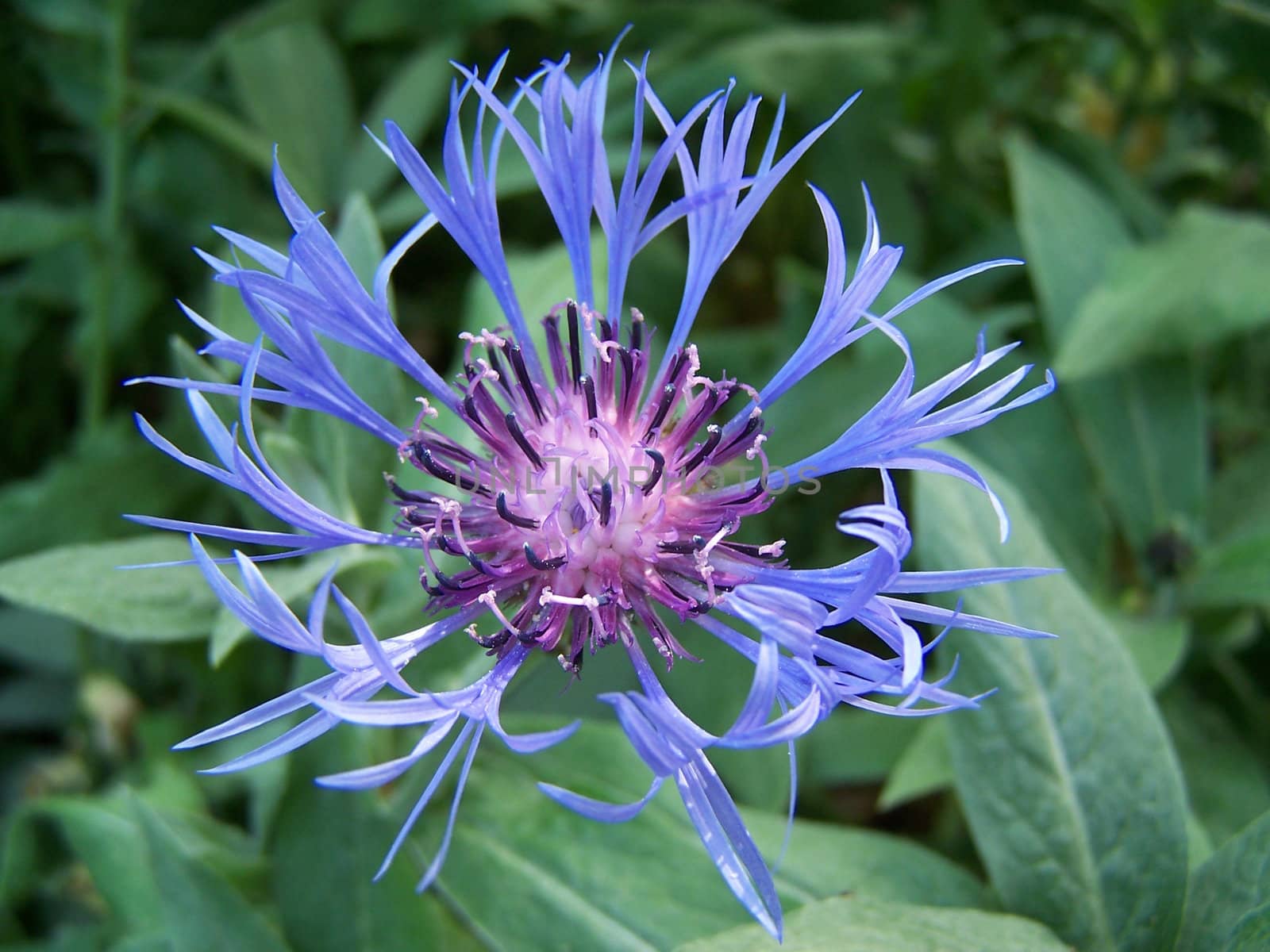 Close up of the pretty blue flower.