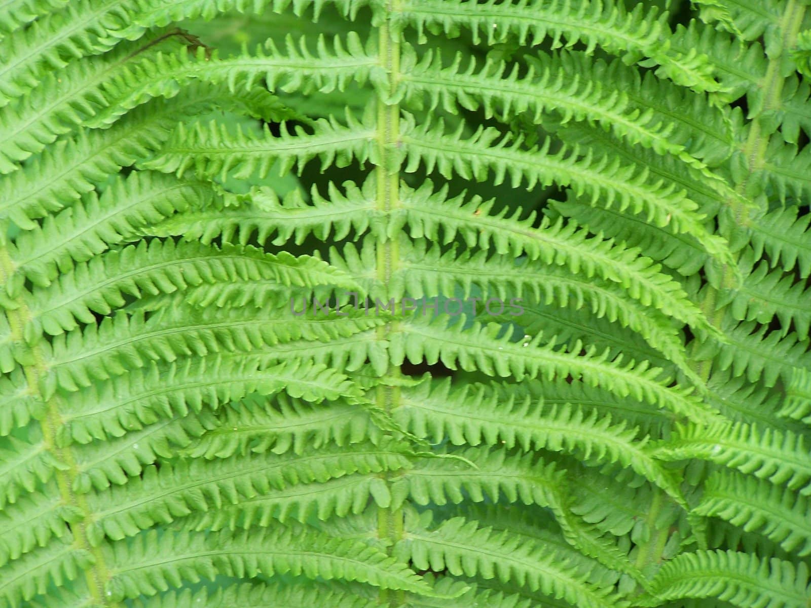 Close up of the fern leaves. Background.