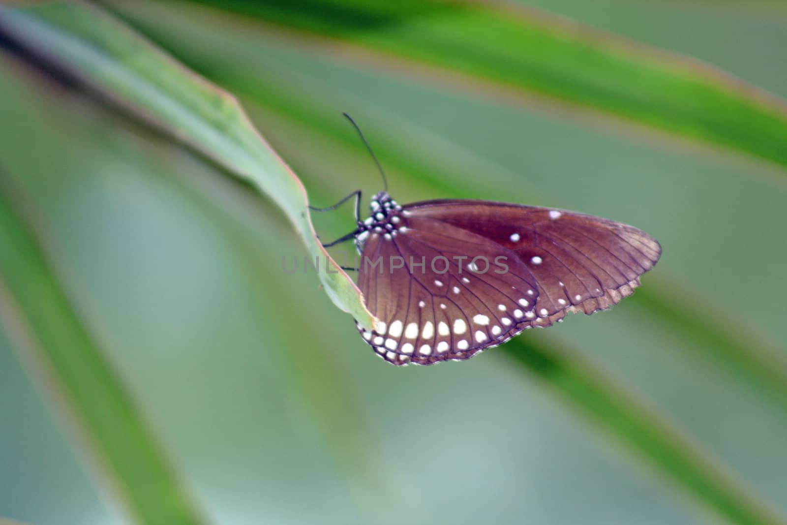 brown butterfly 1 by lizapixels