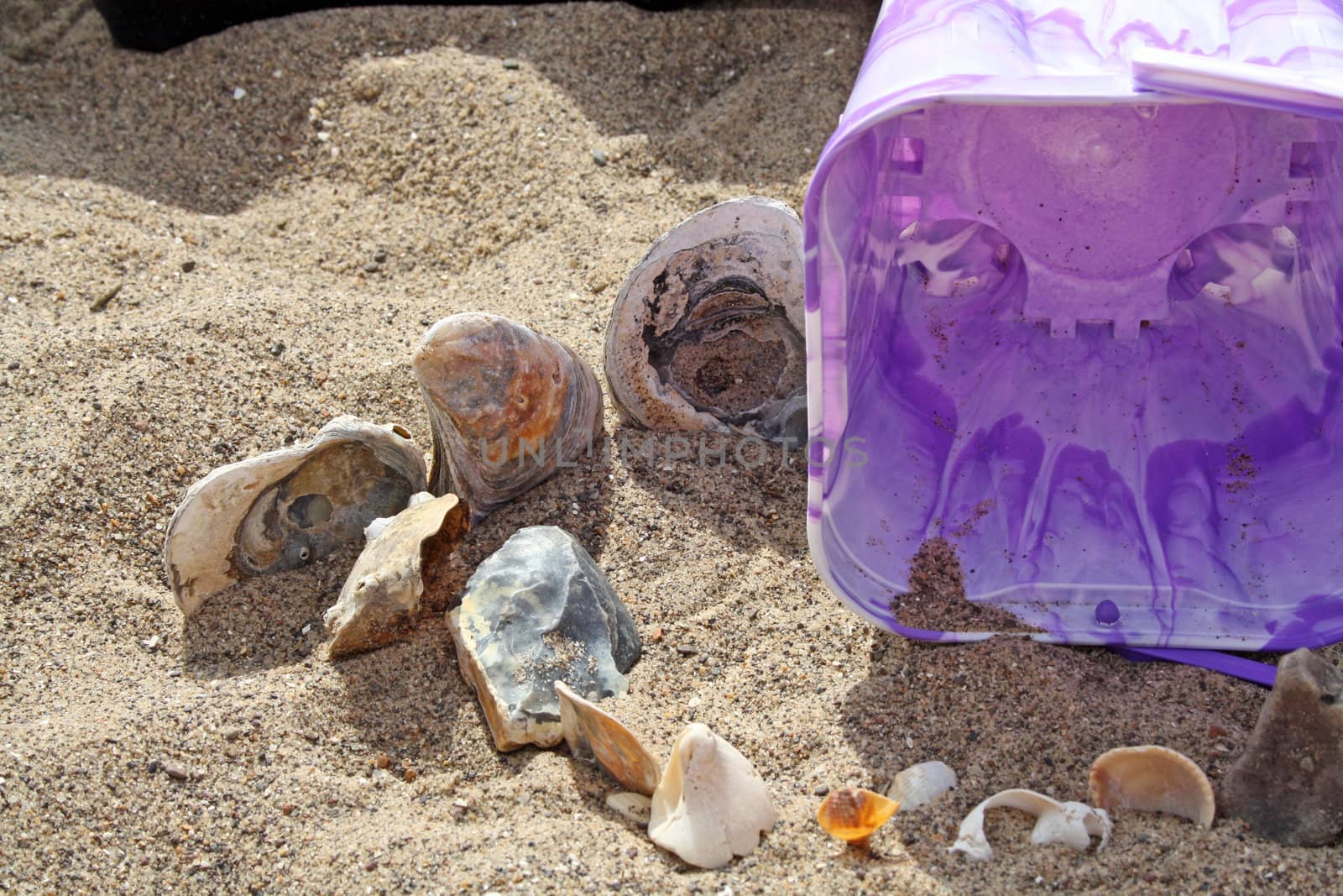 collecting shells by lizapixels