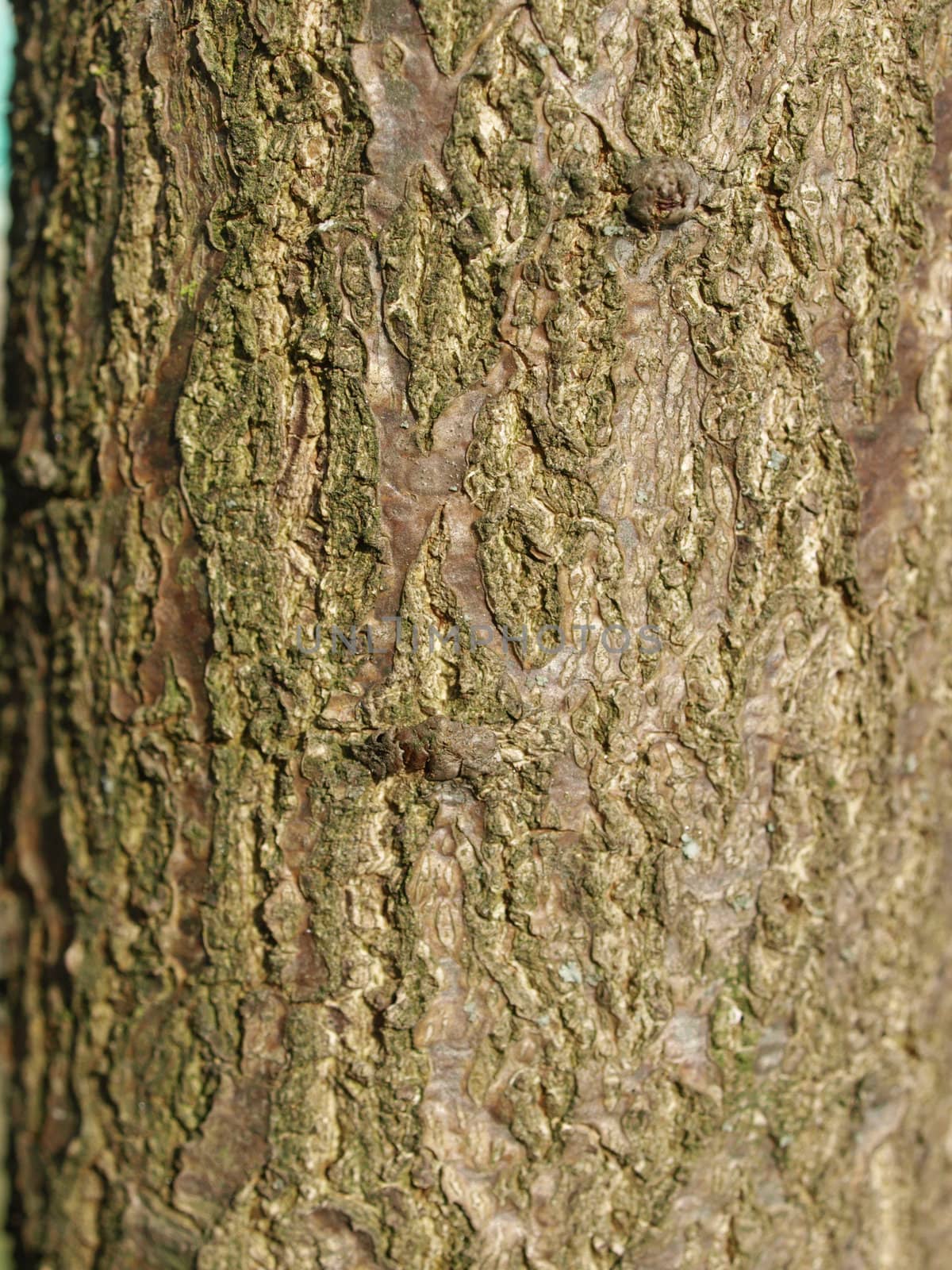 Detail of section of a tree trunk