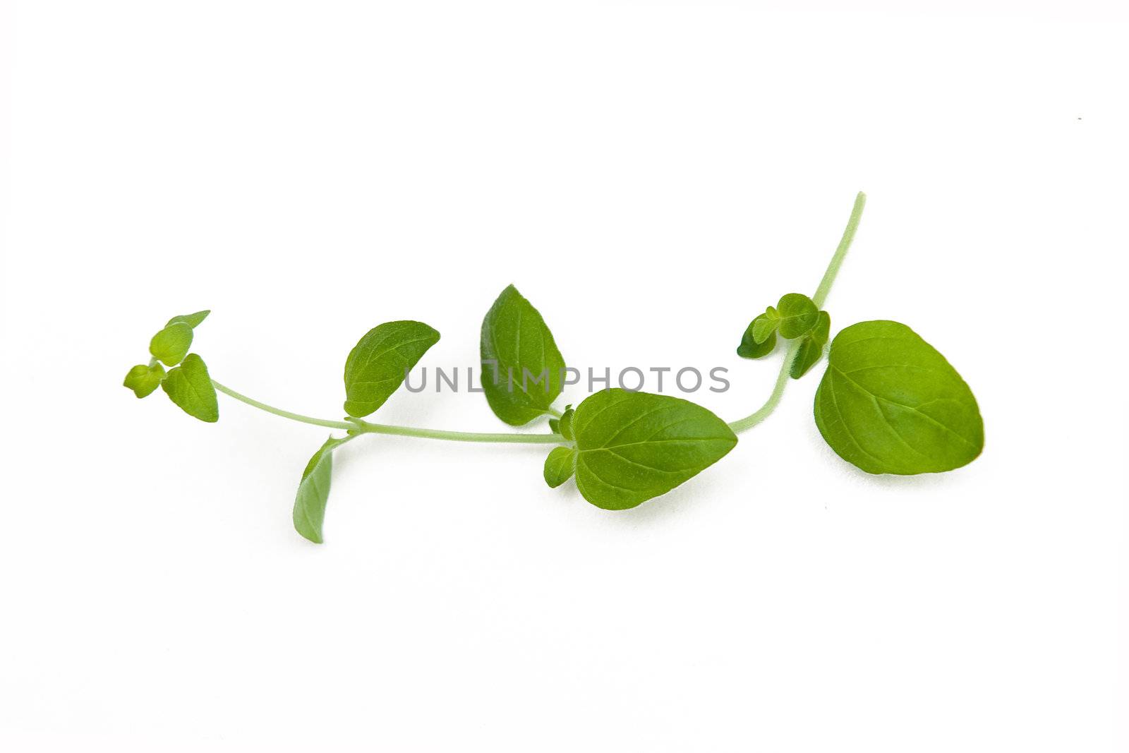 Oregano