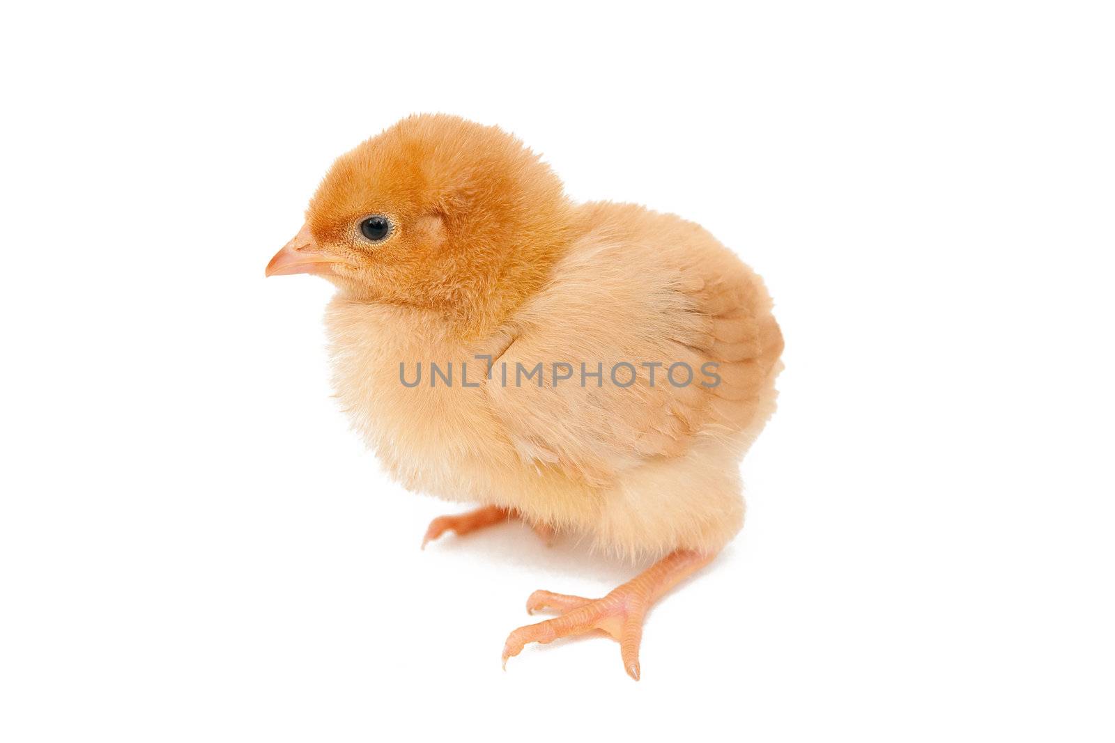 Baby chicken by Yaurinko