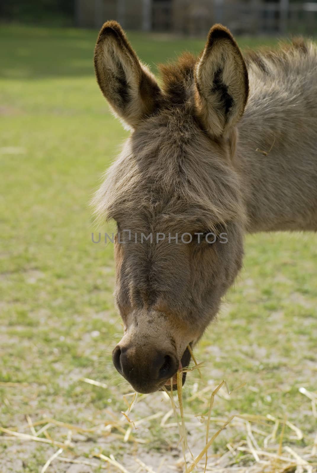Portrait of an eating donkey in a meadow.