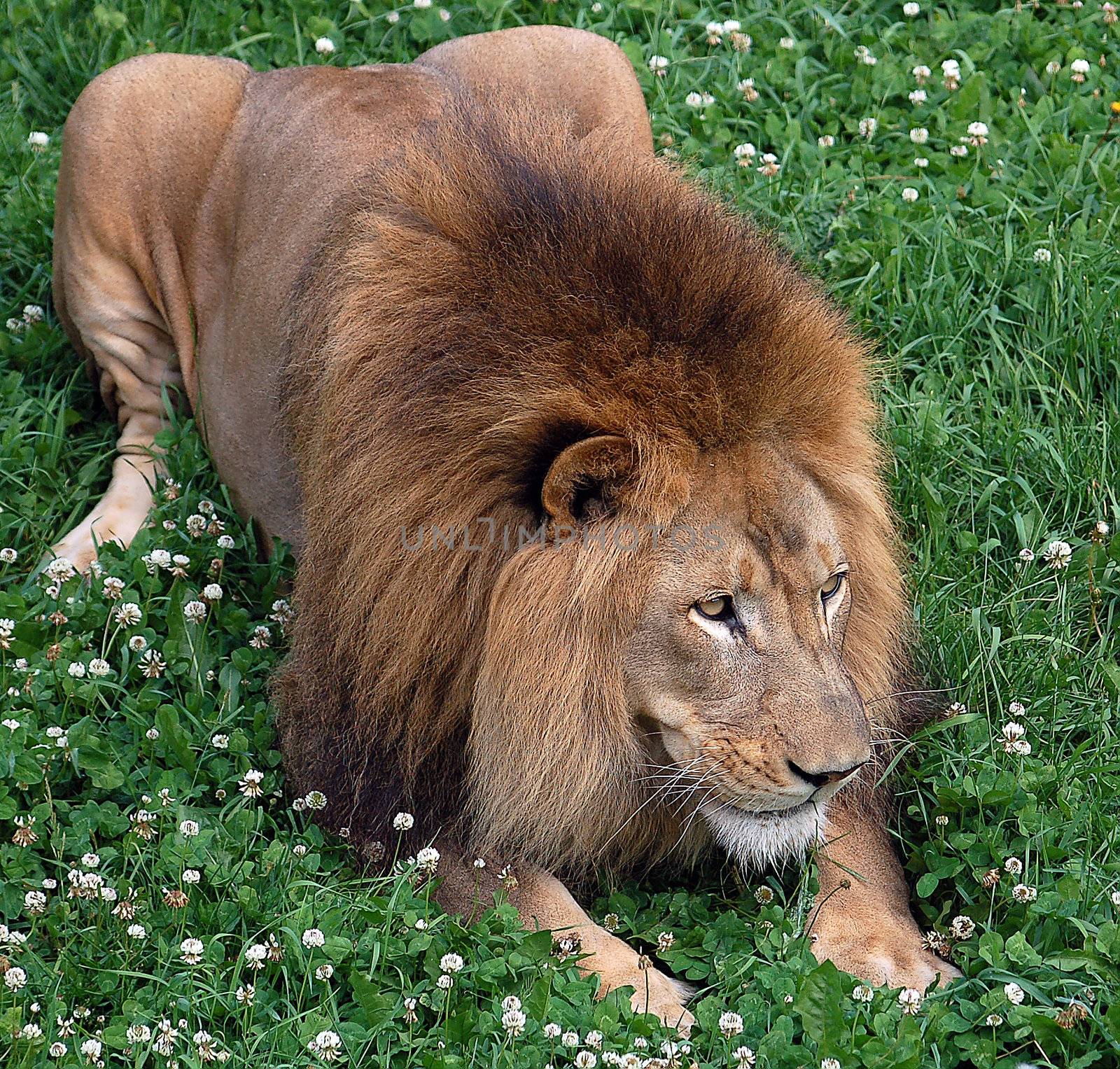 Close up portrait of a lion resting 