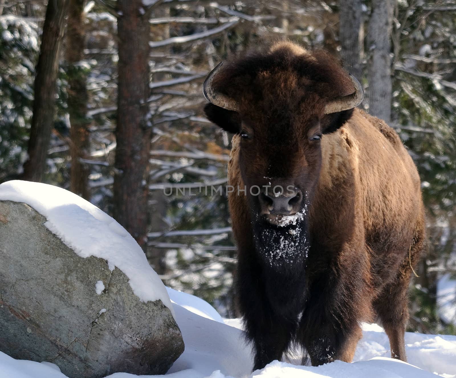 Wild Bison in Winter