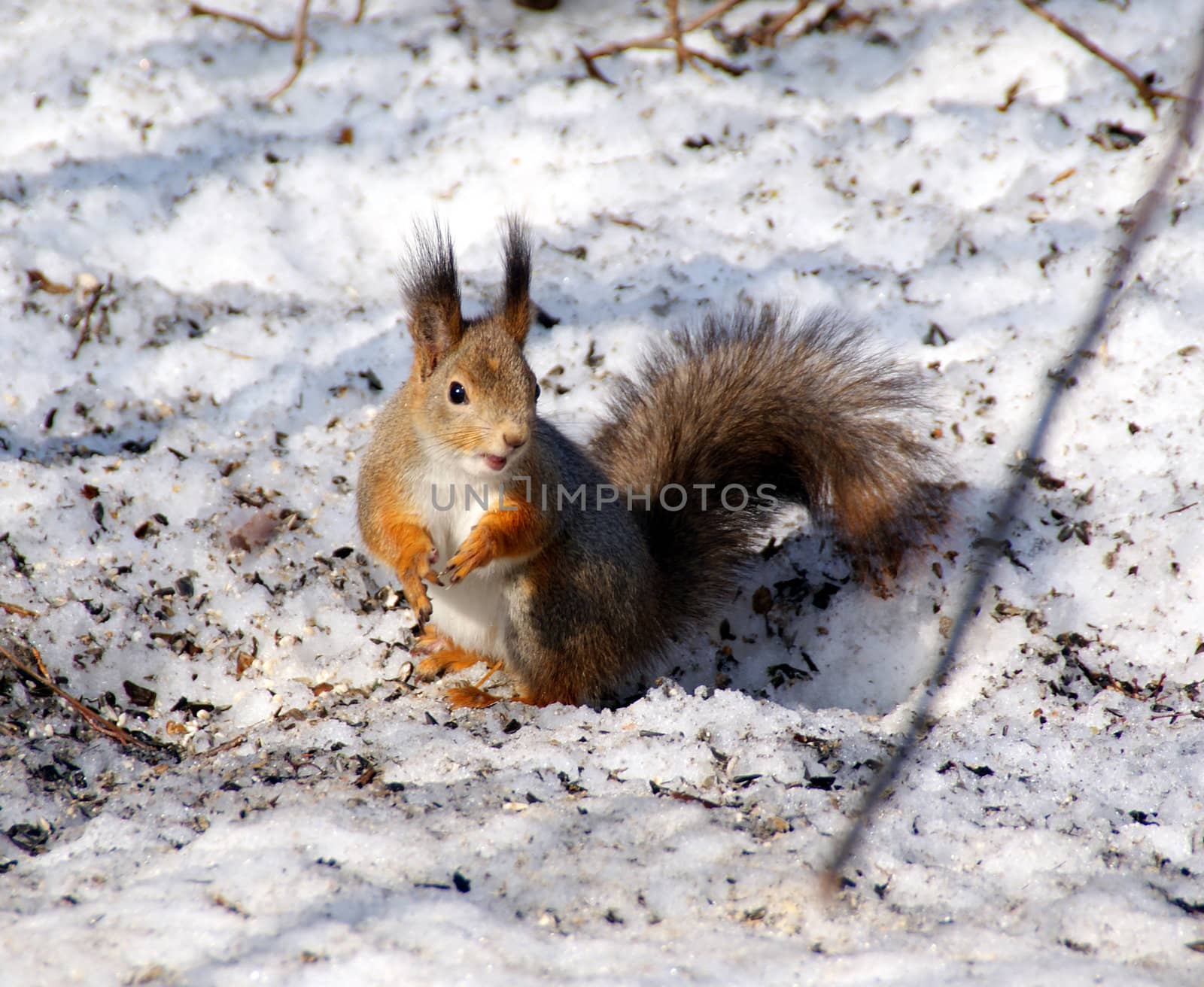 The small amusing fluffy animal lives in coniferous forests, climbs on trees.