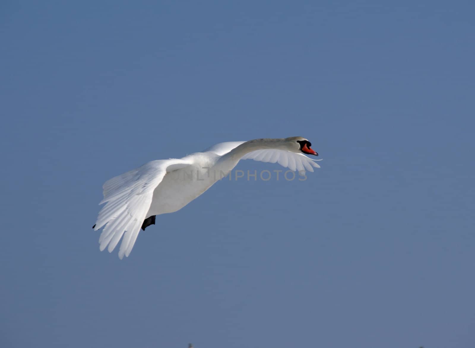 Swan in flight