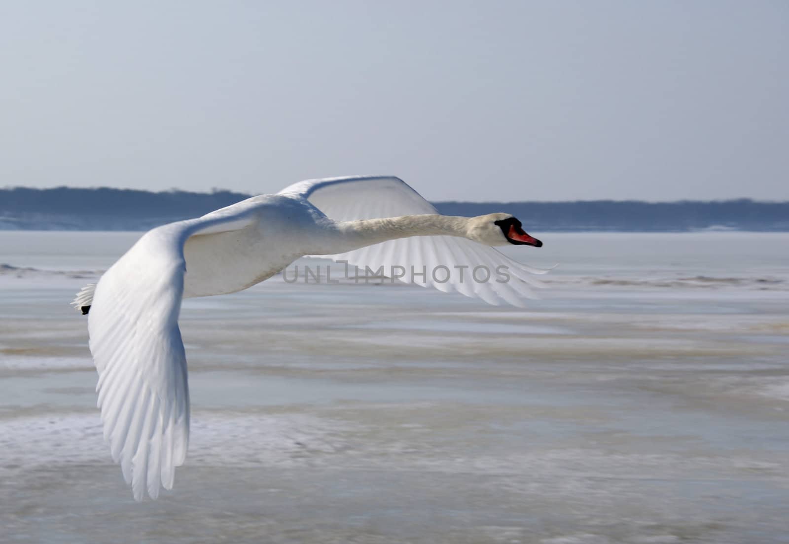 Swan in flight