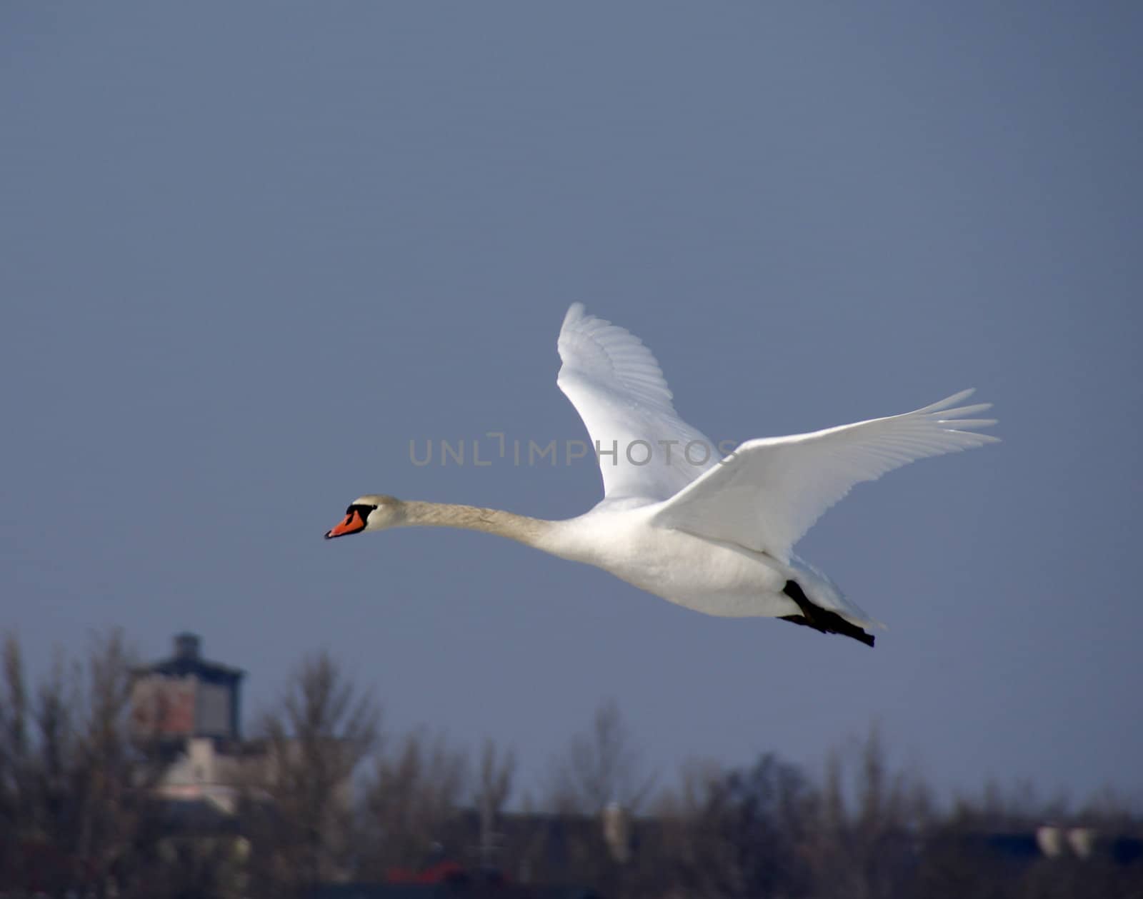 Swan in flight