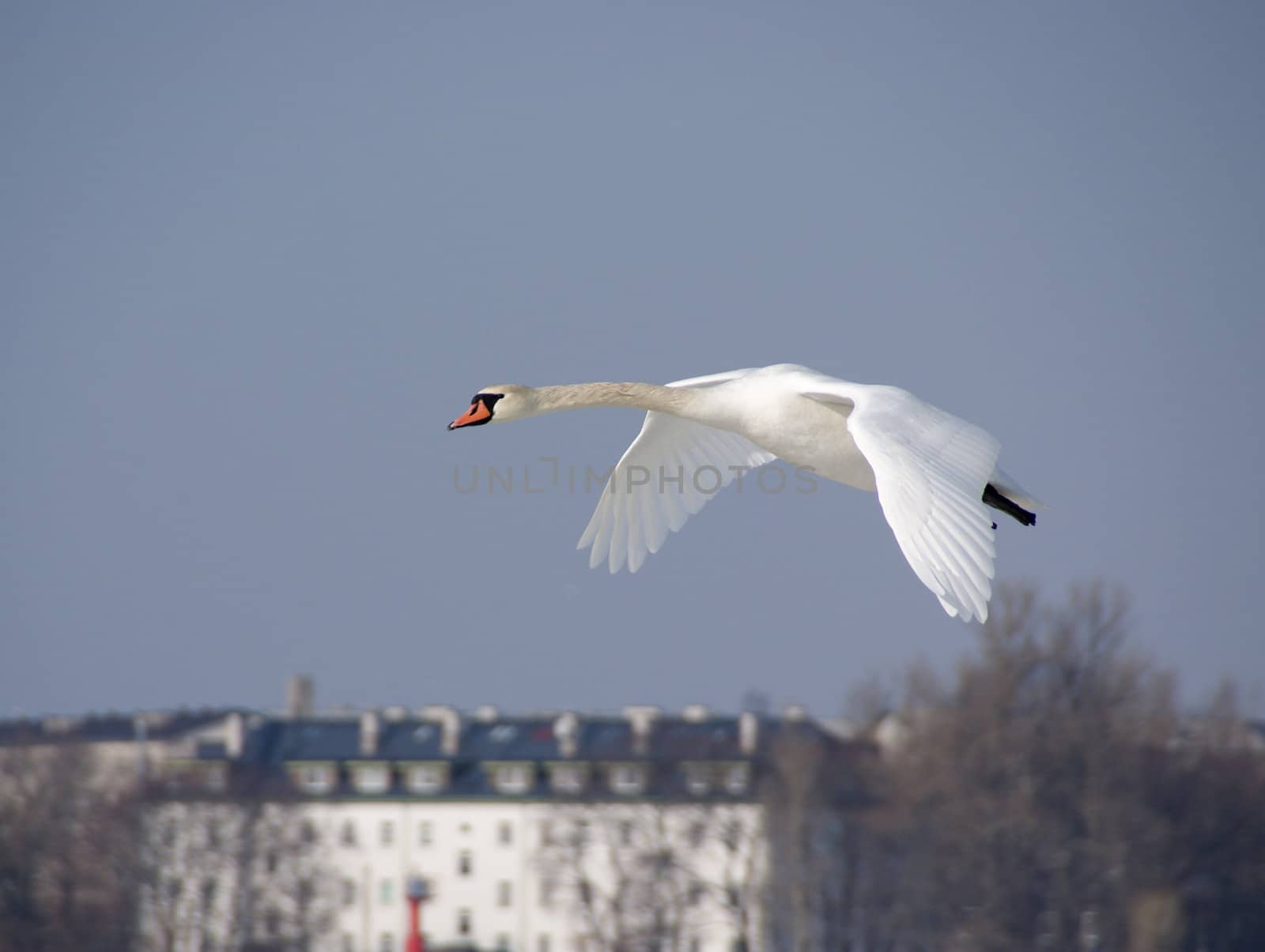 White swan by andrei_kolyvanov