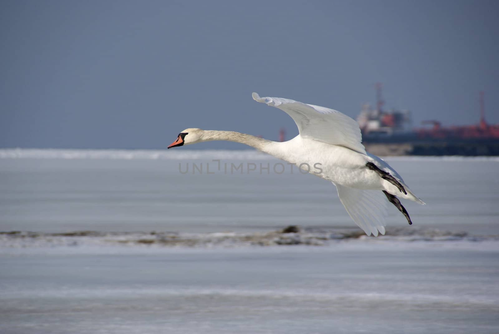 Swan in flight