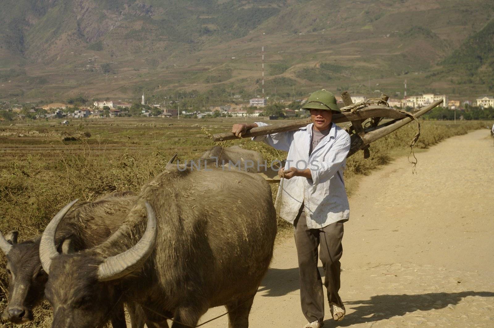 This young farmer goes to the field with his buffalo.