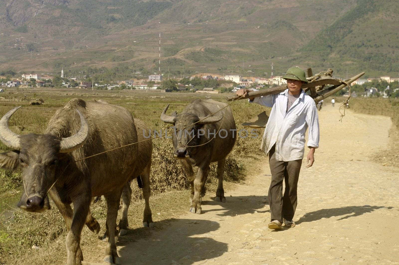 This young farmer goes to the field with his buffalo.