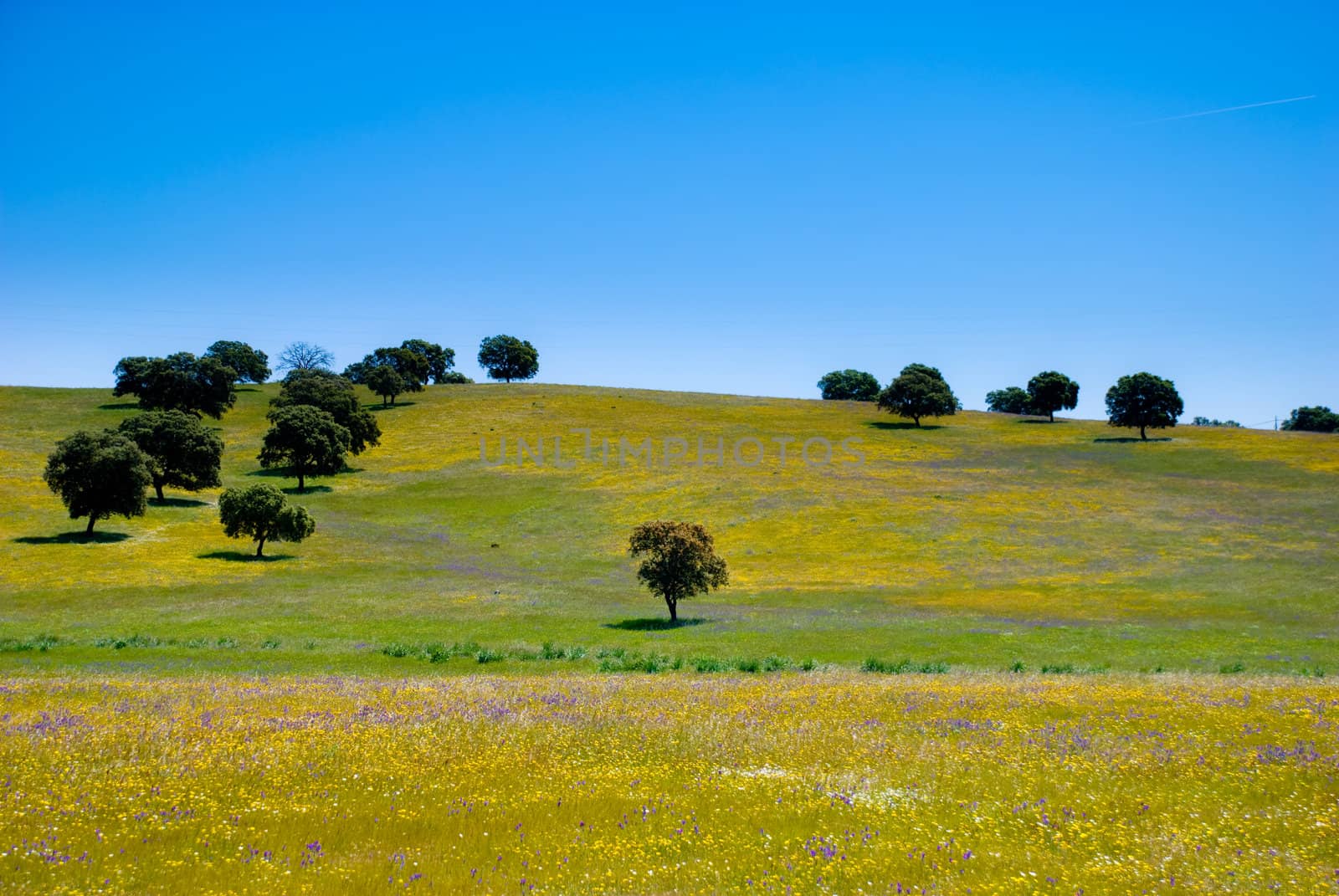 Flowers and Olive Trees. by 300pixel