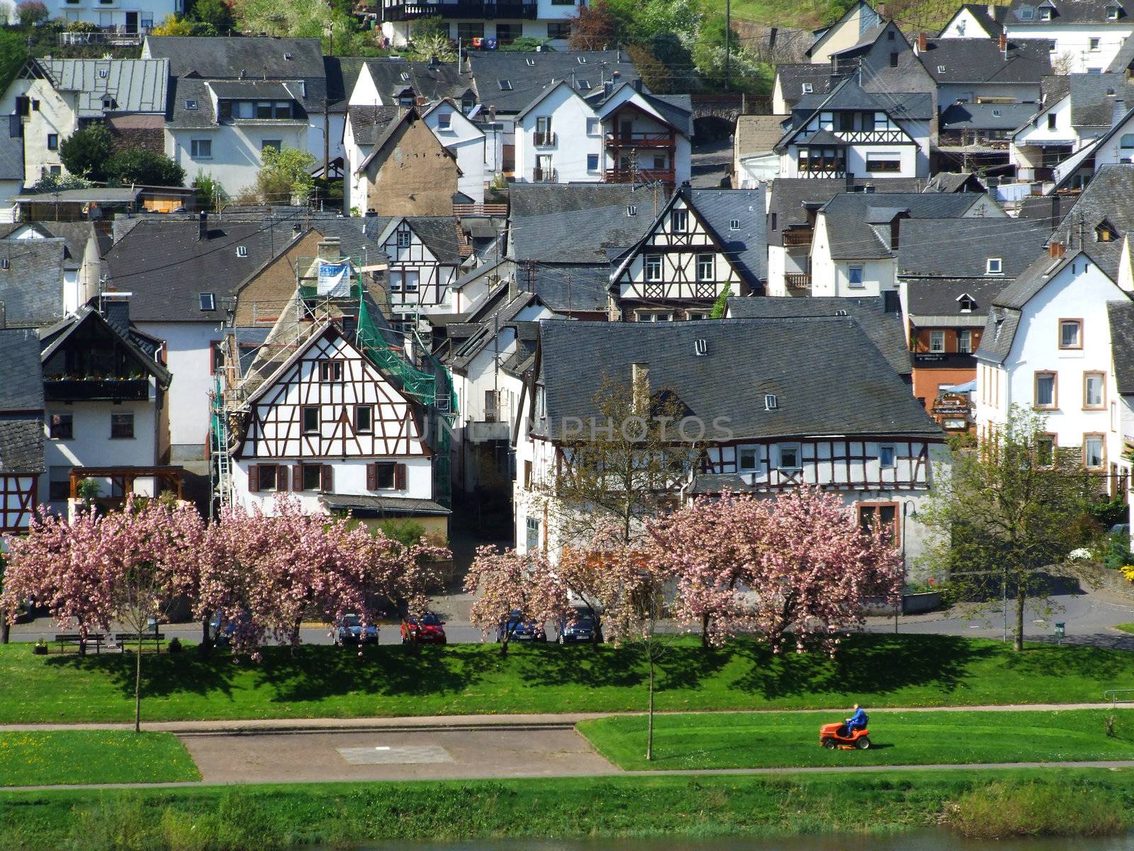 Kirschblüte in Reil an der Mosel