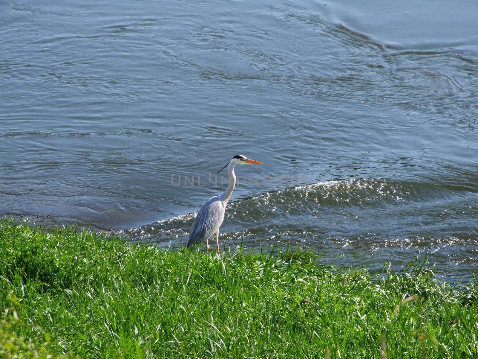 Fischreiher am Fluss
