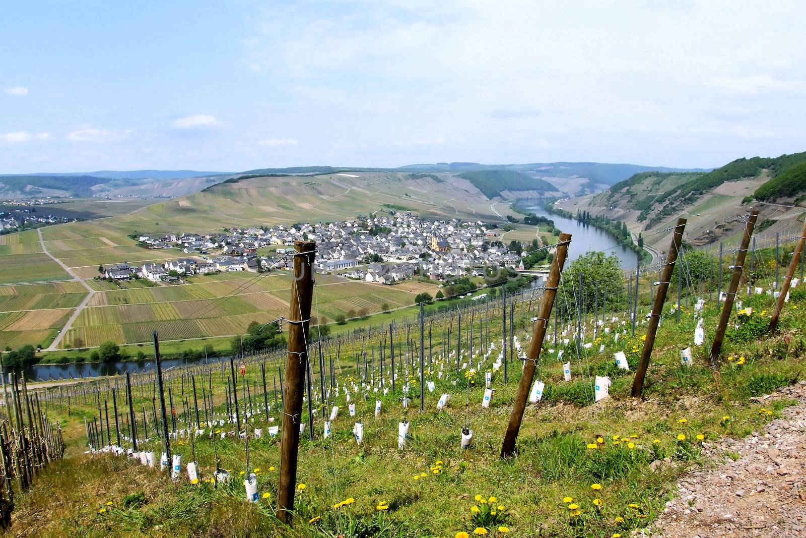 Blick auf Trittenheim an der Mosel
