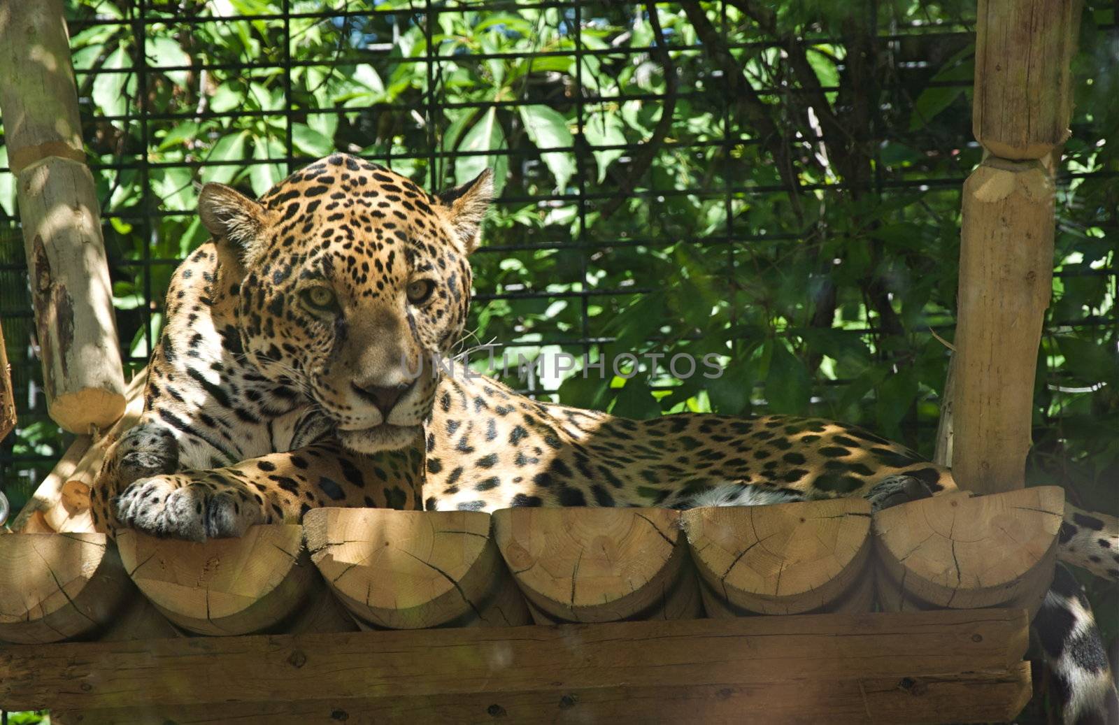 A jaguar rests at the Denver Zoo.