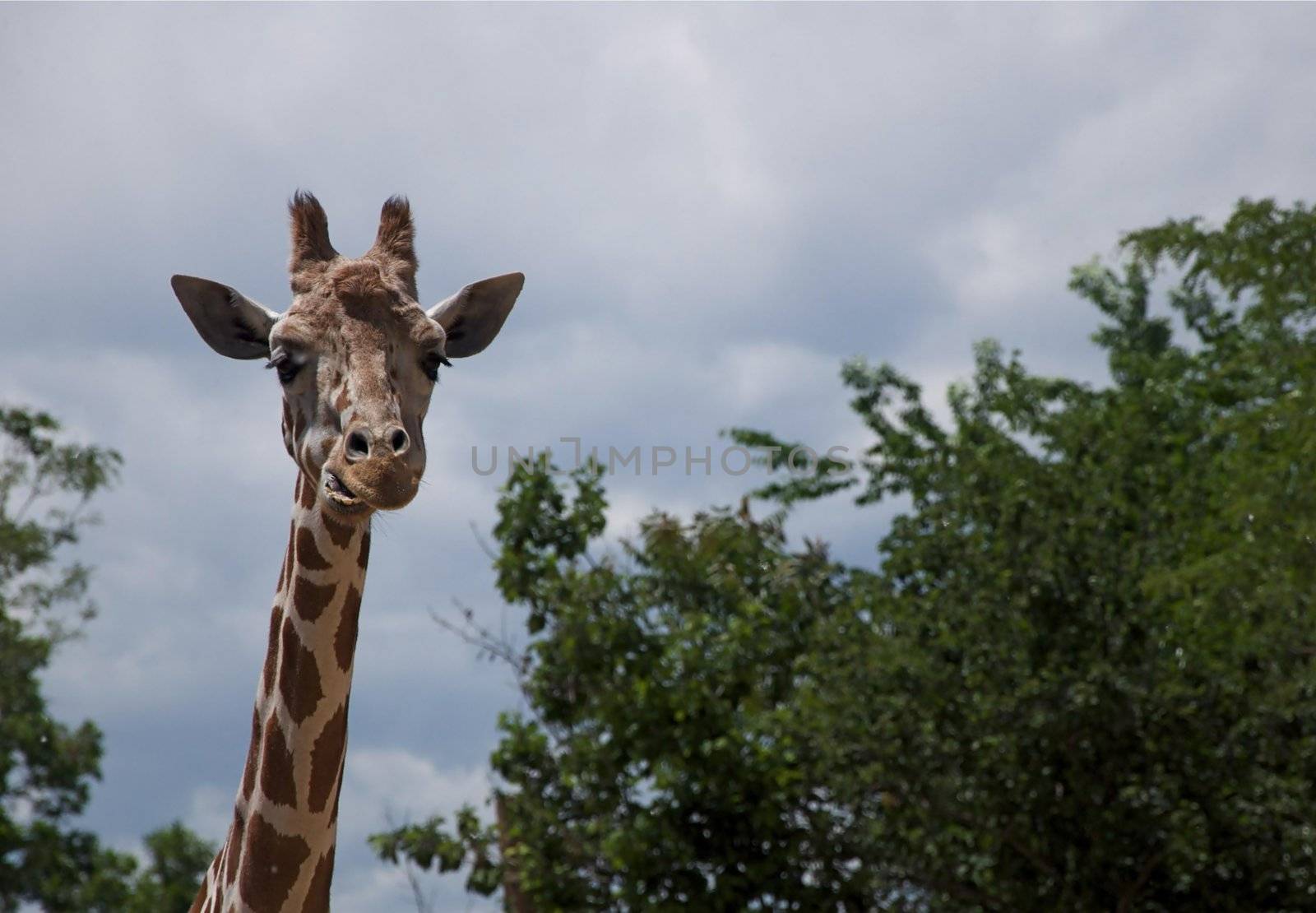 Giraffe and Tree Tops by gilmourbto2001