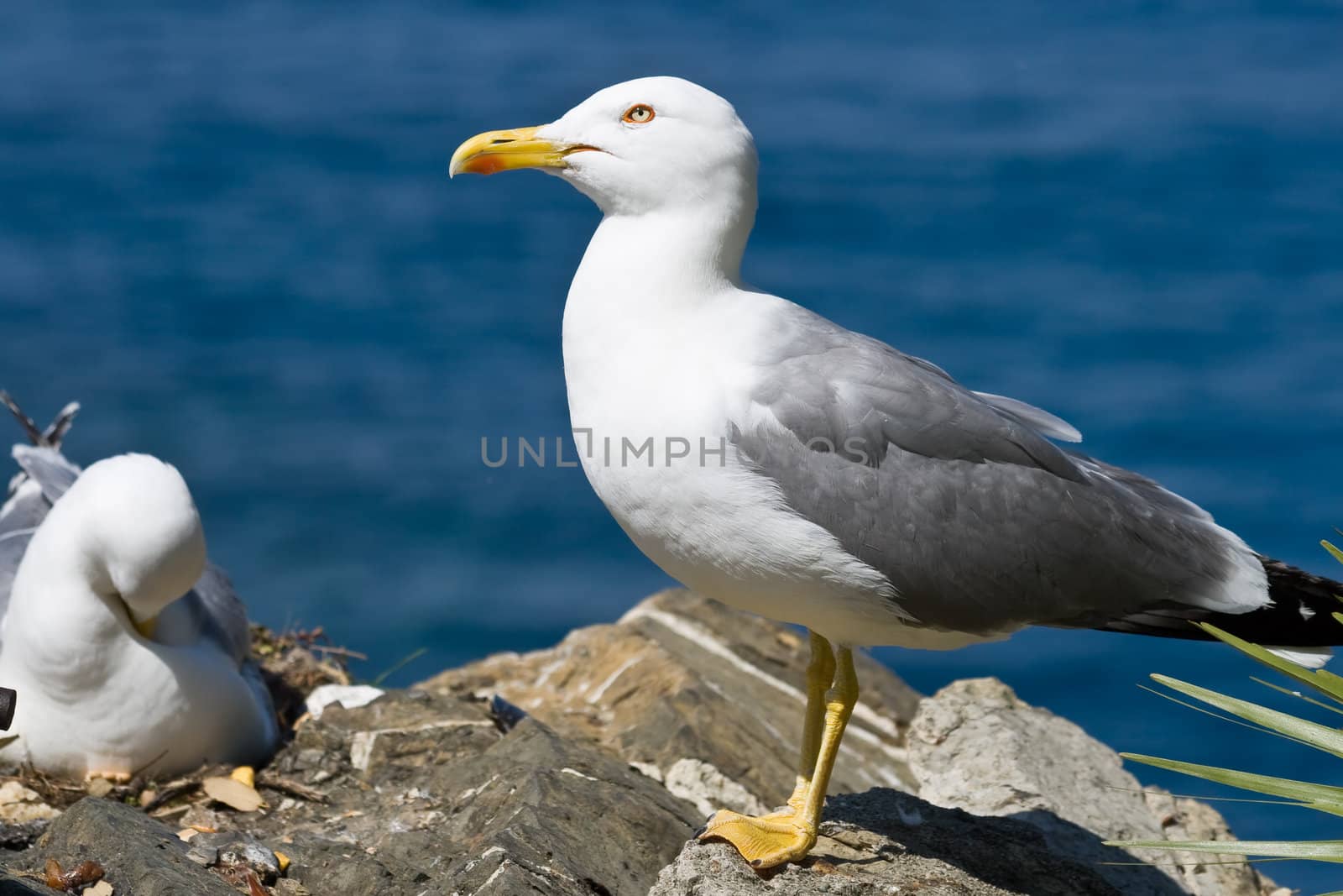 closeup of a couple of seagull standing on a rock near the sea