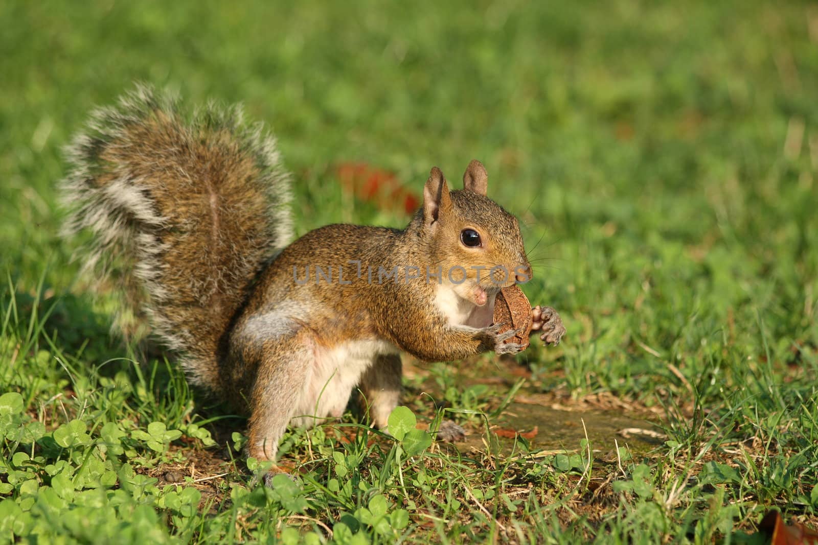 Little curious grey squirrel on green meadow eating a walnut