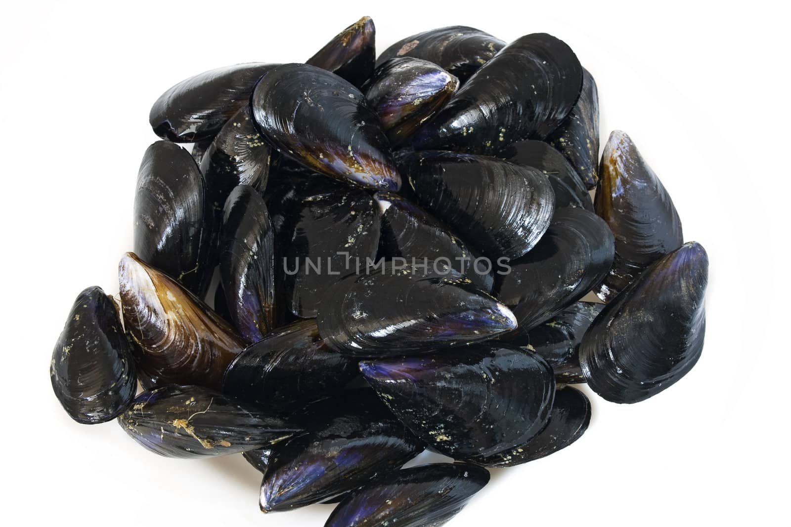 Fresh mussels isolated in a white plate