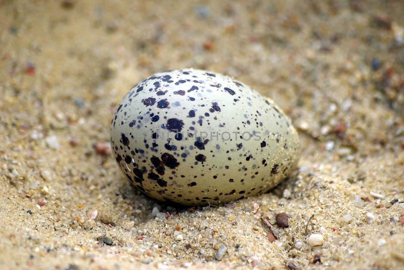 Oystercatcher eggs by FotoFrank