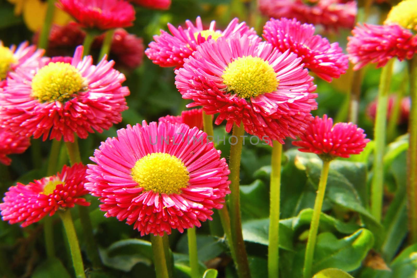 rote Gänseblümchen

