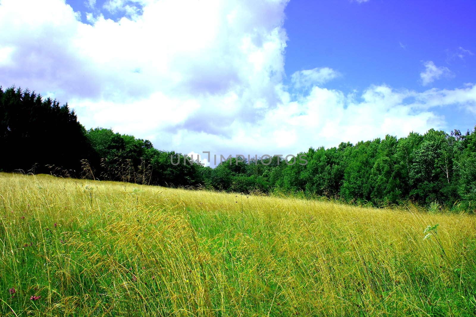 sommerliche Waldwiese mit blauem himmel und weißen Wolken	
summer meadow with blue sky and white clouds