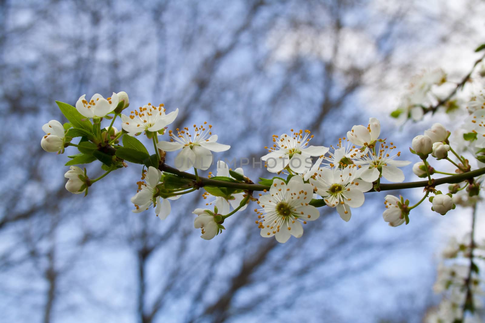 flowering tree blossomed buds, spring in Prague. White flowers on the twig.