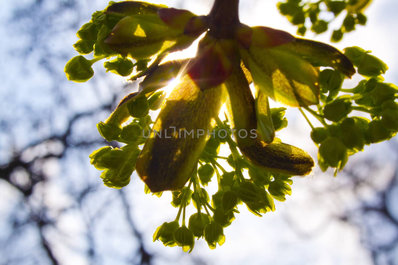 flowering tree chestnut buds have blossomed on the chestnut, the spring in Prague. Flowers on the twig. Spring sprouts. Rest in the park.