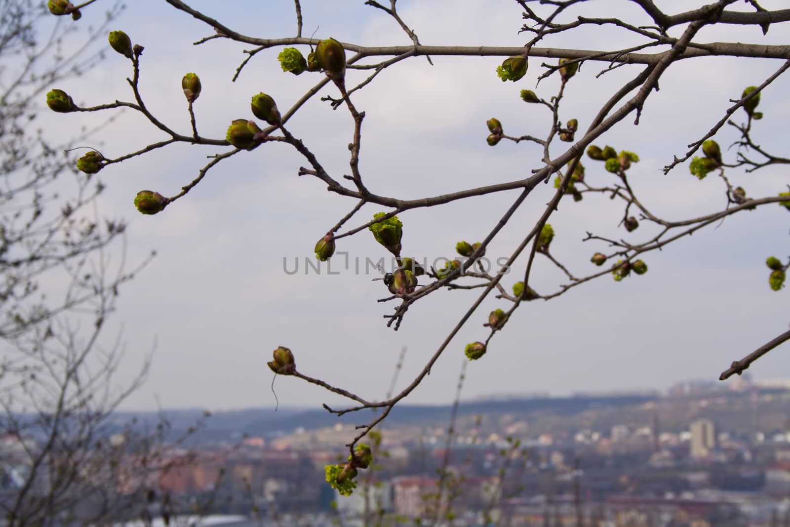 flowering tree chestnut buds have blossomed on the chestnut, the spring in Prague. Flowers on the twig. Spring sprouts. Rest in the park.