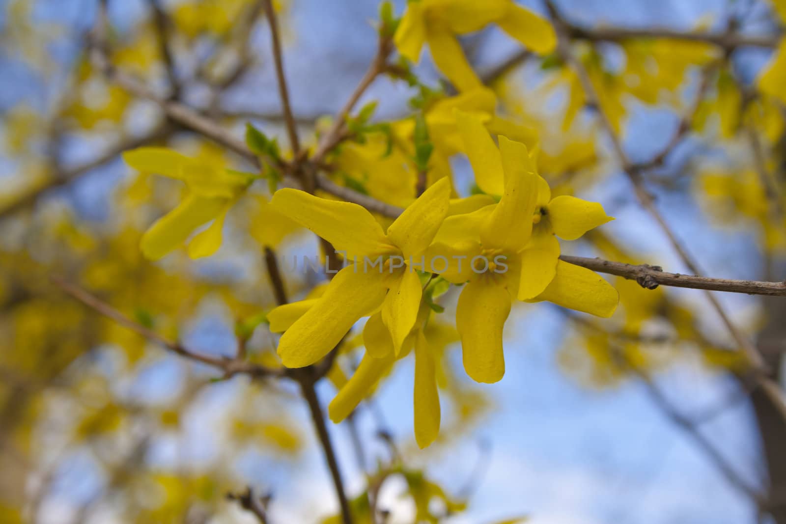 flowering tree acacia, acacia blossomed flowers, spring in Prague. Flowers on the twig. Spring sprouts. Rest in the park. yellow flowers.