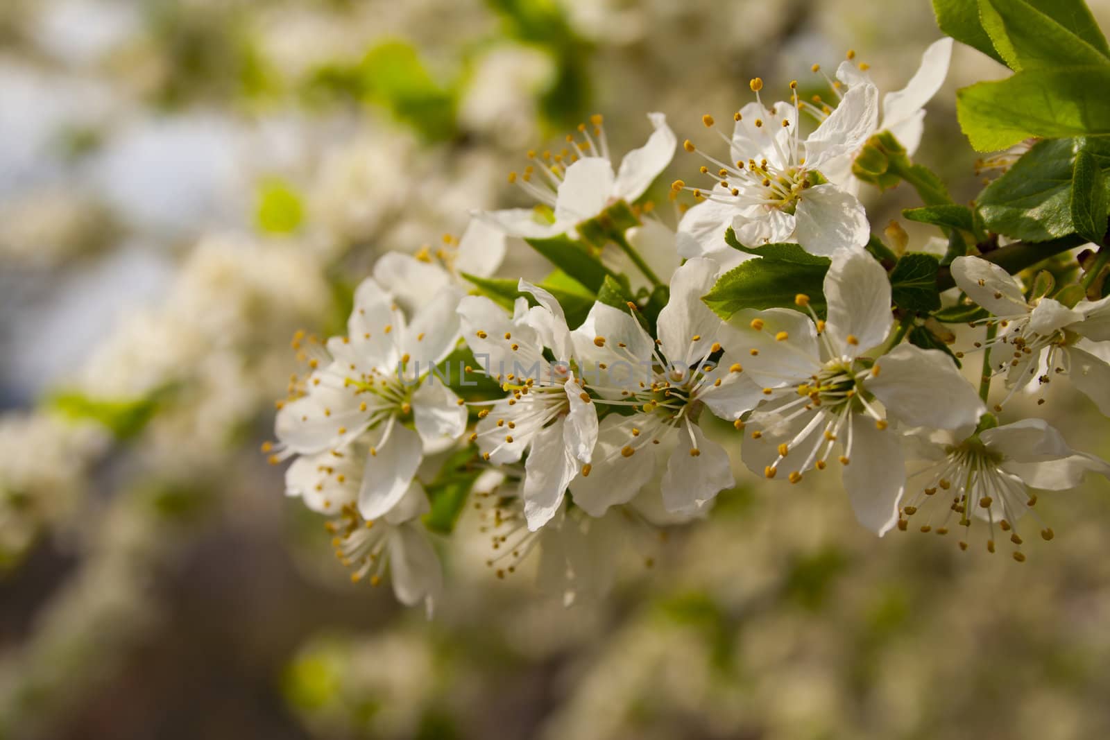 flowering tree blossomed buds, spring in Prague. White flowers on the twig.