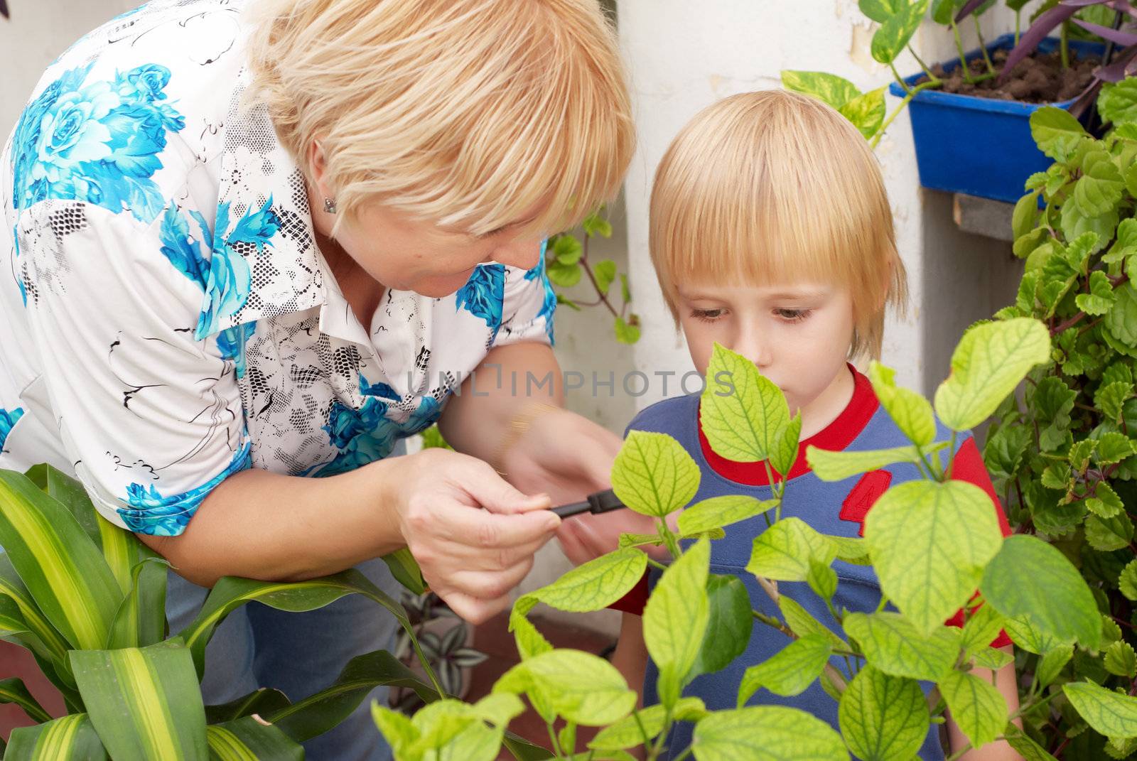 The grandson and grandmother Studying a plant