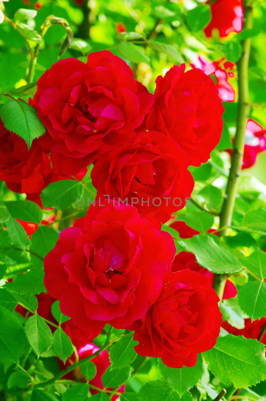 Detail of red roses on green background