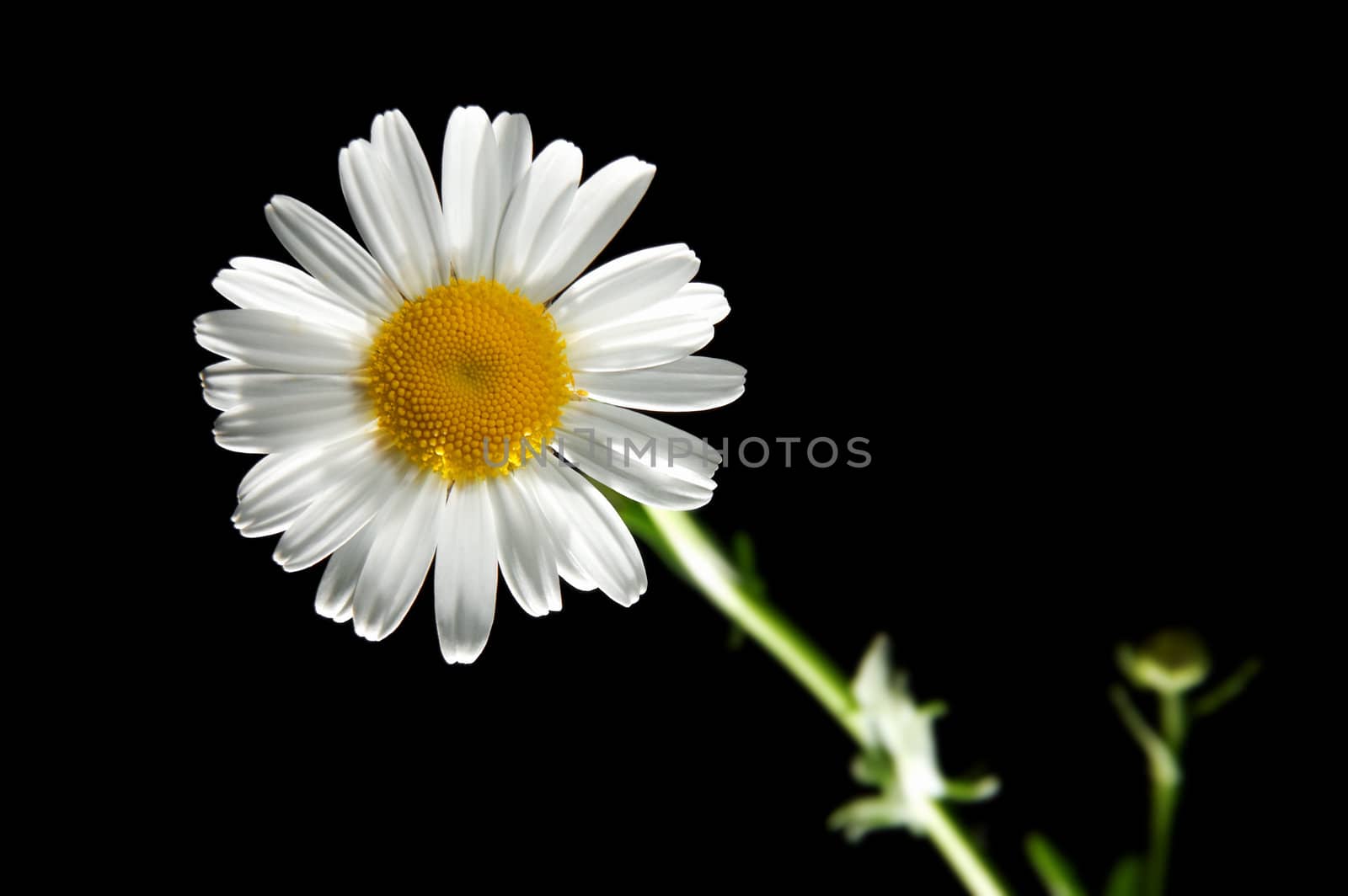 Daisywheel flower on the black background.