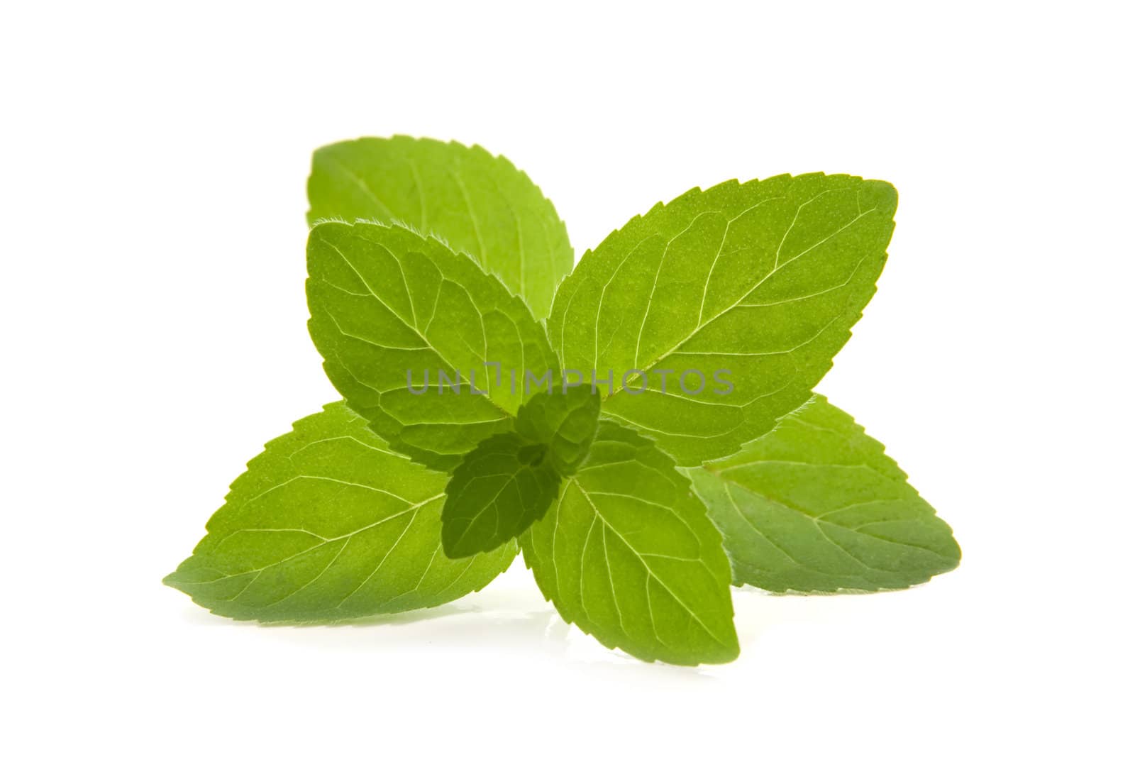 spearmint branch on white background isolated. by artisanua