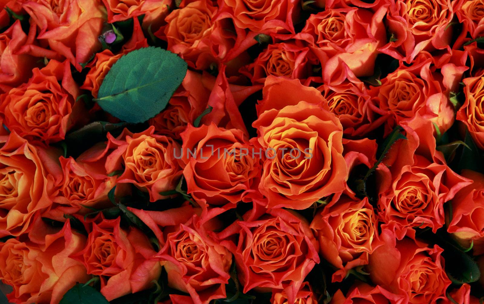 background of beautiful roses