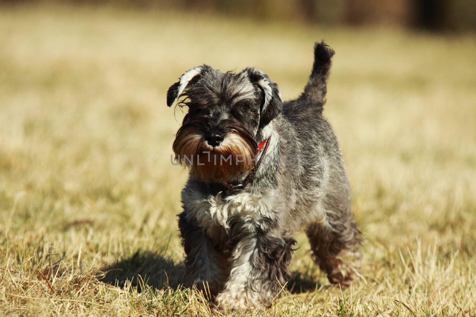 running puppy on the dry grass