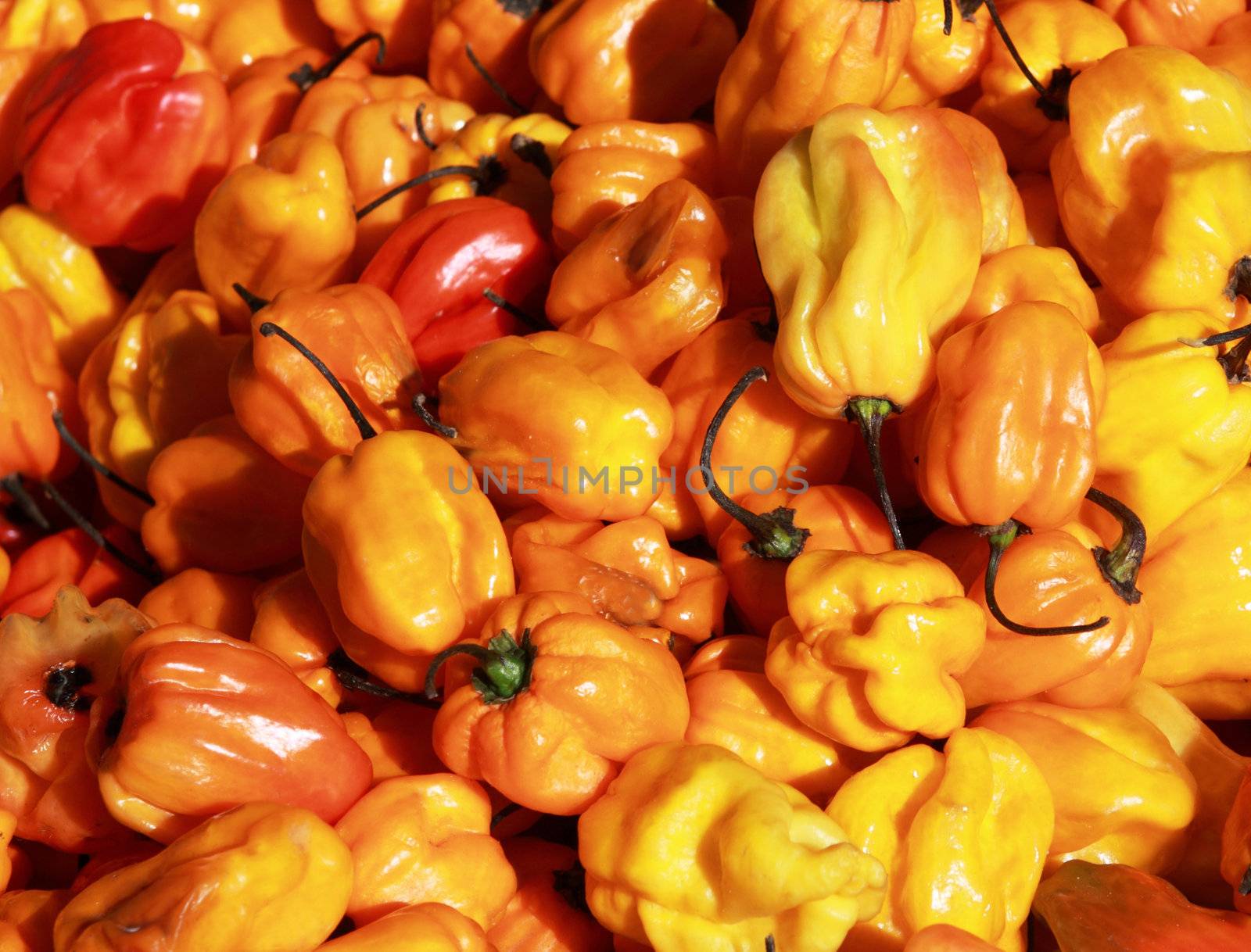 Chili pepper by catolla