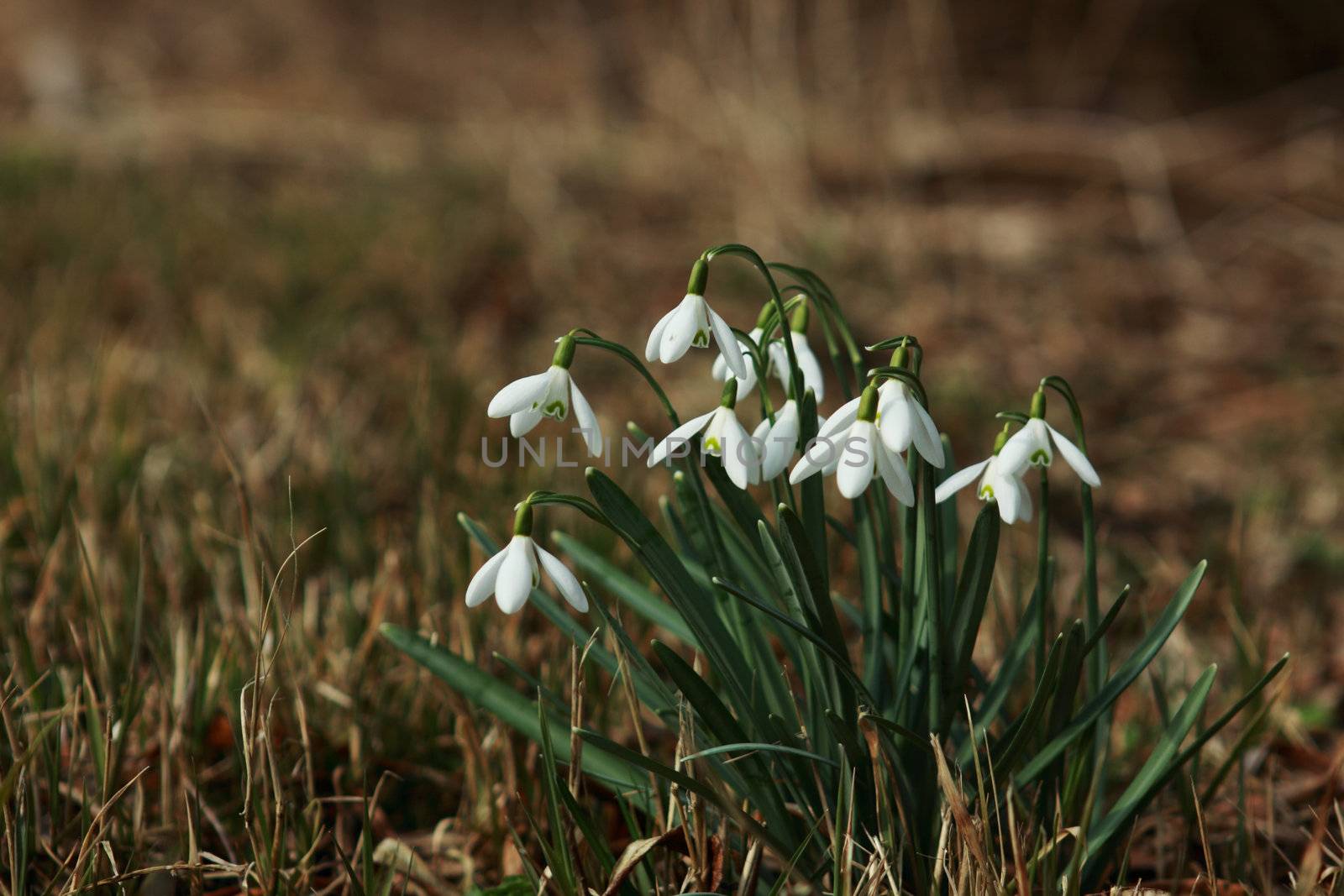 snowdrops in natural environment