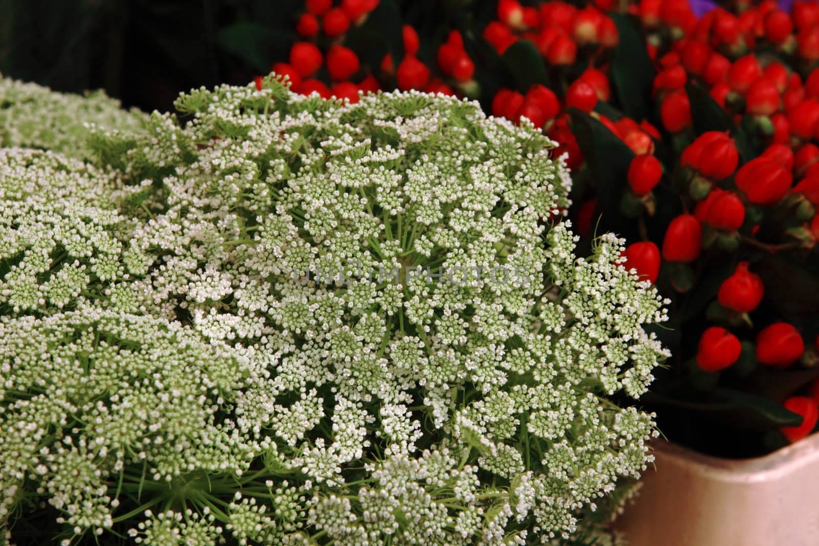 bouquet of red and white flowers