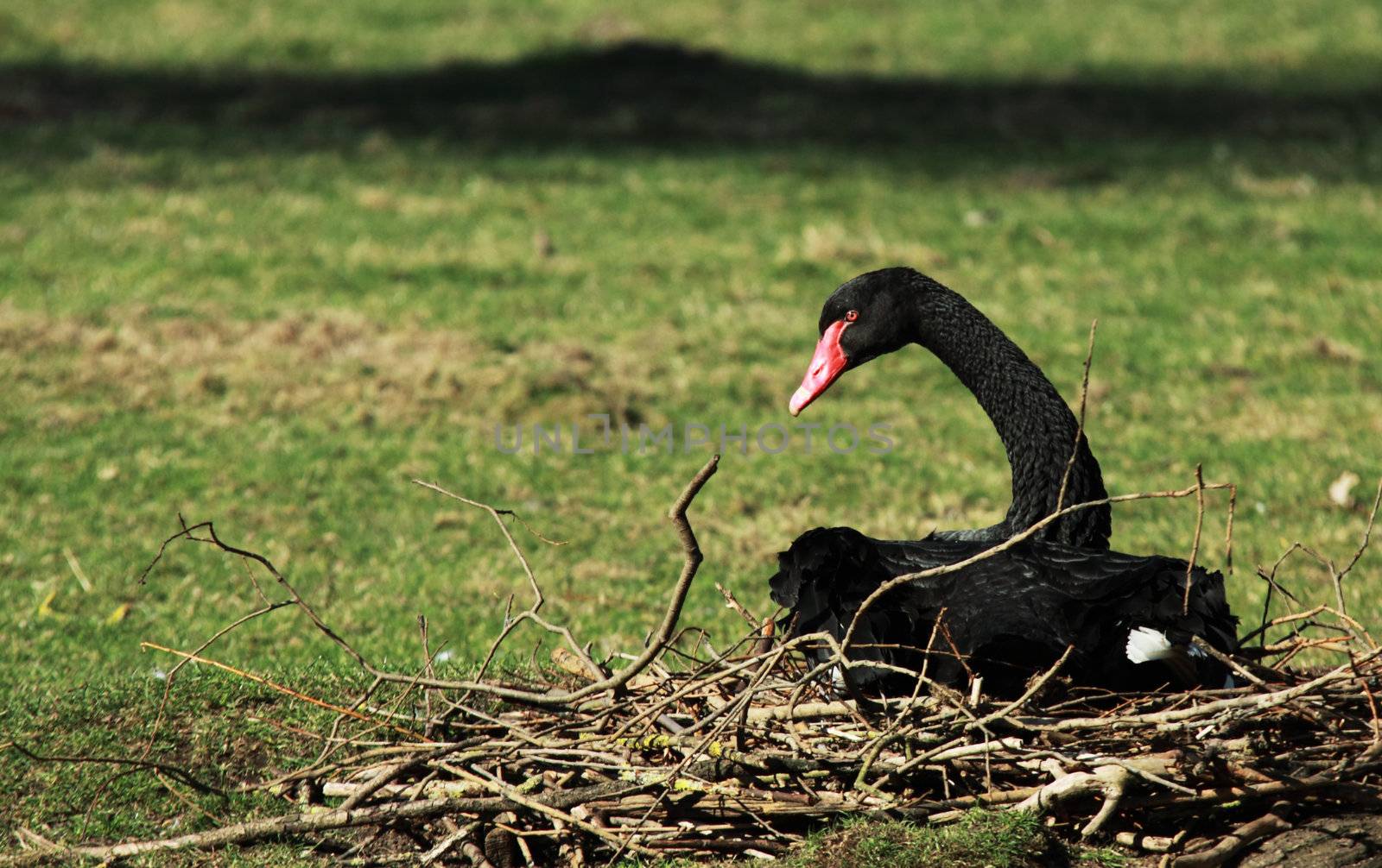 black swan on the nest