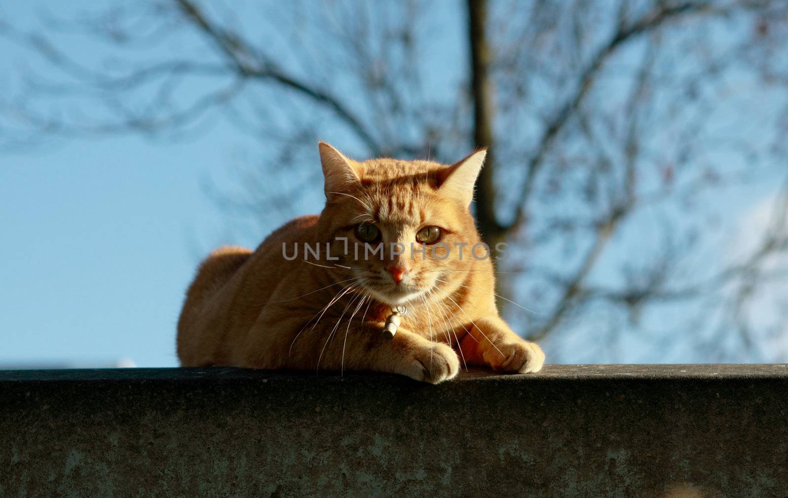 red-haired cat over blue sky background