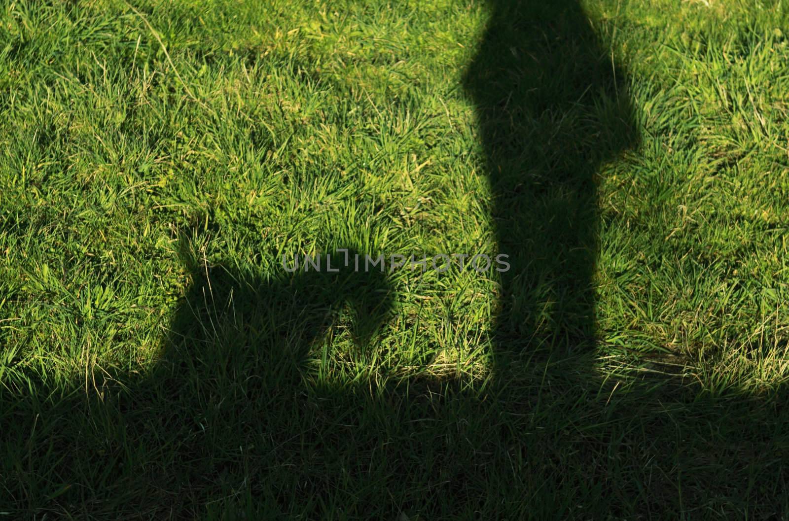 shadows on the grass